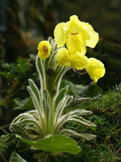 绿绒蒿Entire Meconopsis,Herb of Entire Meconopsis.一种产西欧，其余48种均分布于中国-喜马拉雅地区，但最原始种在华中。多集中分布于滇西北海拔3000--5000米的雪山草甸，高山灌丛、流石滩。为著名的观赏植物，有…