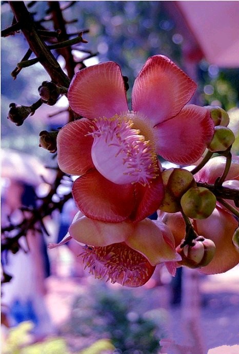 菩提花protea cynaroides.又名&amp;quot;帝王花&amp;quot;,俗称&amp;quot;木百合&amp;quot; 或 &amp;quot;龙眼花&amp;quot;,是南非共和国的国花.菩提花以巨大的花朵,异常美丽的色彩和优雅的造型脱颖为世界名贵花卉,号称花中之王.植物生命期可达100年以上.枝叶茂盛,花朵大。花球的直径12厘米~30厘米间 不等.菩提子花茶是以干燥的花冲泡而成，可改善失眠，适合在睡前饮用。心灵疗效，让人完全放松，能带给你深睡熟眠。花语：胜利、圆满，富贵吉祥...