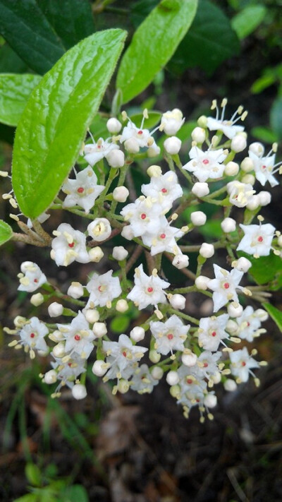 雨后的花朵*