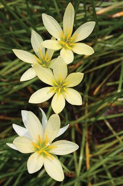 葱莲Zephyranthes candida.又名玉帘、葱兰等。原产南美洲。喜阳光充足，耐半阴。这世界上只有两种纯洁的爱情,一种是初恋,另一种是到终老的时候仍能和相襦以沫、举案齐眉、朝夕相伴的爱人度过的爱情。而葱兰则因为它…