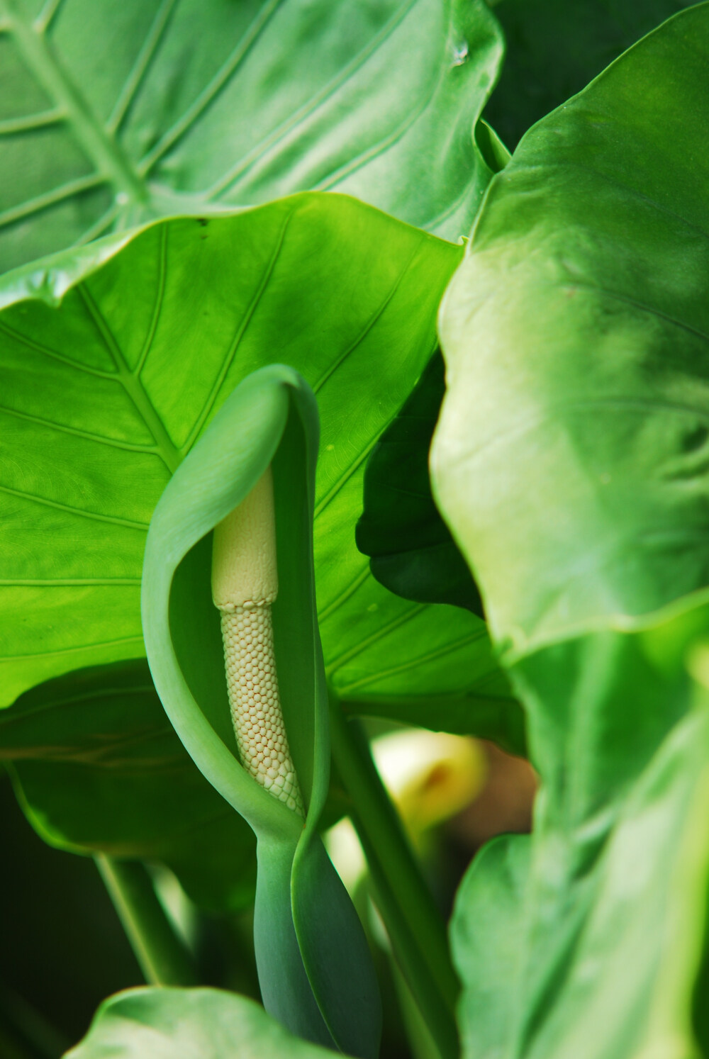 滴水观音Alocasia macrorrhizos.原名海芋或姑婆芋。又名佛手莲等，台湾地区称姑婆芋，原产南美洲。有药用价值，球茎和叶可以药用，其叶汁入口会中毒,根茎有毒。在空气温暖潮湿、土壤水分充足的条件下，便会从叶尖端或叶边缘向下滴水，而且开的花像观音，因此称之为滴水观音。如果空气湿度过低的话，出来的水分马上就会蒸发掉，因此一般滴水都是在早晨较多，被称为“吐水”现象。花语：志同道合、诚意、有意思、内蕴清秀...