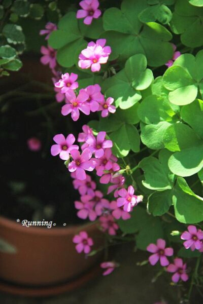 酢浆草Oxalis corniculata L. 生于山坡草池、河谷沿岸、路边、田边、荒地或林下阴湿处等。全草入药，能解热利尿，消肿散淤；茎叶含草酸，可用以磨镜或擦铜器，使其具光泽。牛羊食其过多可中毒致死。白色酢浆草是爱尔…