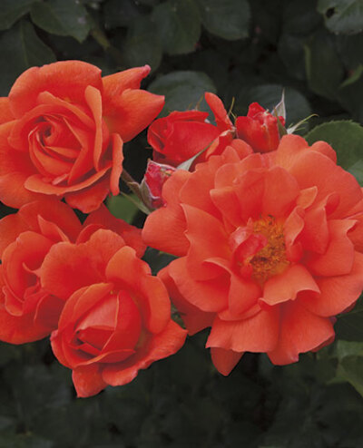 超乎一切（Above All） 注册名称：Chewesic 展览名称：AboveAll 培育：2013年以前，英国 ChristopherH. Warner 推出：2015年Weeks Wholesale Rose Grower, Inc.在美国以名称'Above All'推出。 类别：藤本Large-月季 …