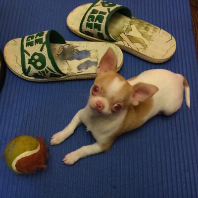 卖萌、装可怜、求抱抱