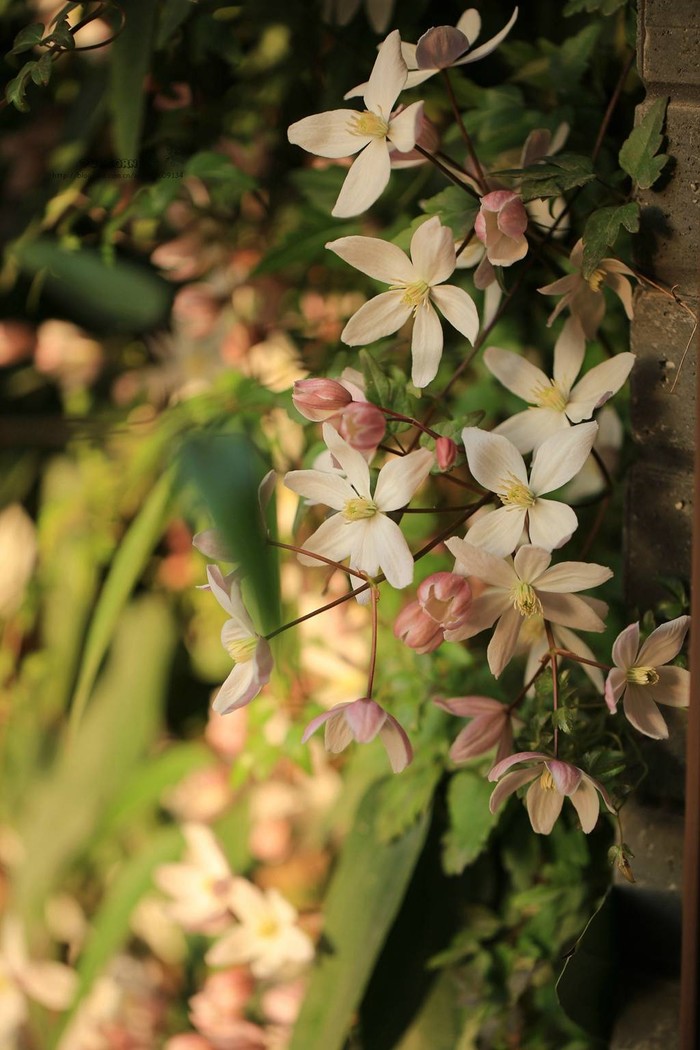 铁线莲Clematis florida Thunb.花期6-9月。 花语：高洁，雅致,欺骗,贫穷。1984年英国人艾维森创建国际铁线莲协会，并于1985年6月在伦敦召开了第一次国际铁线莲会议。铁线莲以其株形及花、果之美而日益受到世界园艺界的重视...