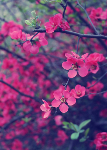 贴梗海棠Chaenomeles speciosa (Sweet) Nakai.别名：木瓜、贴梗海棠、贴梗木瓜、皱皮木瓜、汤木瓜、宣木瓜等。果实可人药，有舒筋活络与和胃化湿的功能。长阳“资丘皱皮木瓜”是一种野生药性木瓜，具有独特的药用和…