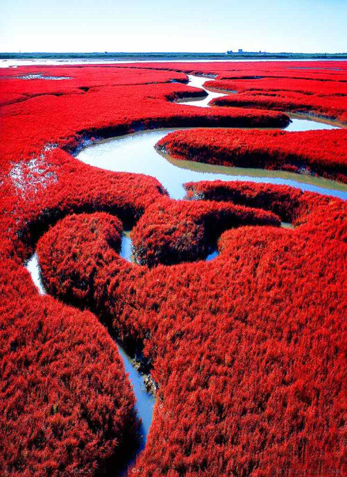 Red Beach in Panjin, Liaoning, China。中国辽宁盘锦红海滩，坐落在120万余亩的苇海湿地内。这里是丹顶鹤繁殖的最南限，也是世界珍稀鸟类黑嘴鸥的主要繁殖地。无垠的苇海里栖息着数十万只鸟类，并以其特有的大自然孕育了一道奇观——红海滩而闻名海内外。织就红海滩的是一棵棵纤柔的碱蓬草，它每年4月长出地面，初为嫩红，渐次转深，秋季由红变紫。