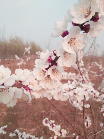 春风暖 桃花面