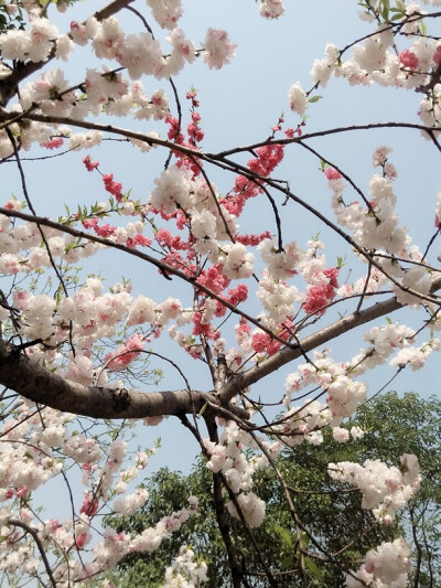 这株桃树上一共有三种颜色的花。