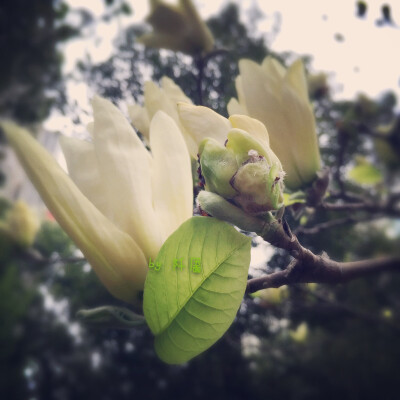 我知道你會來，所以我等