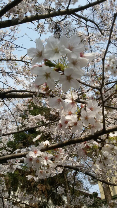 #南京鸡鸣寺# #樱花#