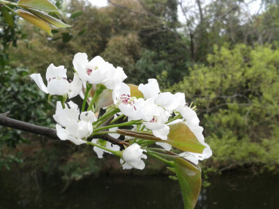 遇见春风，梨花白