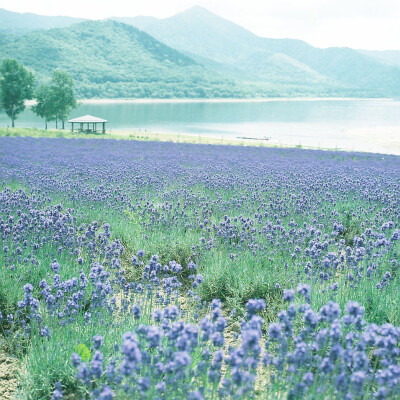 摄影 文艺 胶片 旅行 生活 写真 壁纸 人像 日系 森系 清新 日本 封面 头像 摄影师-minako-mipper/yukki.m/une/sugar/mog