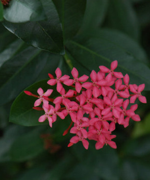 龙船花Ixora chinensis Lam.又名英丹、仙丹花、百日红。是缅甸的国花。在中国广西省南部，人们习惯称它为水绣球。龙船花花期较长，每年3-12月均可开花。植株低矮，花叶秀美，花色丰富，终年有花可赏。药用功能，花：月经不调，闭经，高血压。根、茎：清热凉血；活血止痛。花语：争先恐后...