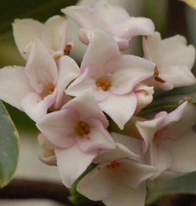 金边瑞香Daphne odora &amp;quot;Aureomarginata&amp;quot;.别名：瑞香、睡香、露甲、蓬莱花、风流树。是传统我国名花，也是世界名花。金边瑞香以“色、香、姿、韵”四绝著称于世，留下了“牡丹花国色天香，瑞香花金…