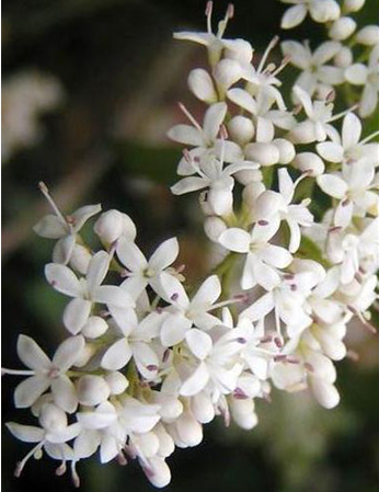 夜来香Telosma cordata (Burm. F.) Merr.其花香使人呼吸困难，不宜放在室内。夜来香的花，不但在夜间，而且在阴雨天，香气也比晴天浓，因为阴雨天空气湿度大的关系。花和花蕾供食用的一种半野生蔬菜。花可作馔和药用，具清肝明目之功效。5-10月陆续开花，冬季结果。夜来香是可以用来驱蚊的，效果很不错。花语：纯洁的心、幸福、美好、独立、反叛...