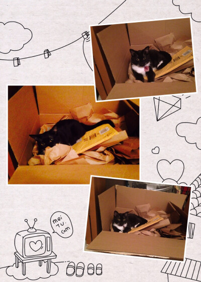 前几天在Amazon上order了个锅 运过来的箱子有点大 就变成了猫咪的新家 在里面玩的不亦乐乎