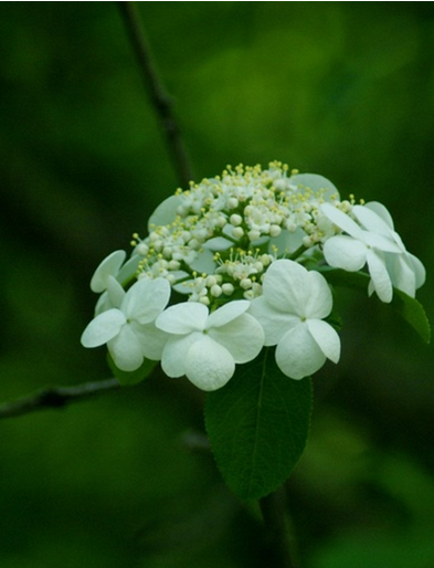 琼花Viburnum macrocephalum Fort. 又称聚八仙、蝴蝶花，牛耳抱珠。琼花是中国特有的名花。花大如盘，洁白如玉。扬州的市花。花期4月，果熟期9-10月。琼花枝、叶、果均可入药，具有通经络、解毒止痒的疗效。茎有祛湿止痒，清热消炎，解毒的药用作用。琼花的美更在它那与众不同的花型。其花大如玉盆，由八朵五瓣大花围成一周，环绕着中间那颗白色的珍珠似的小花，簇拥着一团蝴蝶似的花蕊，微风吹拂之下，轻轻摇曳，宛若蝴蝶戏珠。“千点真珠擎素蕊，一环明月破香葩”。花语：魅力无限、大方...