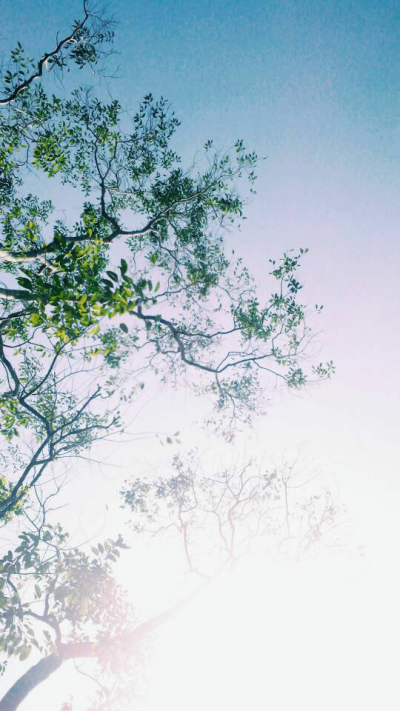 绿色 小清新 壁纸