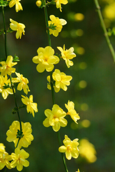 黄素馨Jasminum mesnyi.野迎春。有6裂的花瓣花期为3月至5月，在温室内，也可提前到元月和2月开放。顶生聚伞花序，花冠金黄色，花形比迎春花稍大。与同为木犀科素馨属的迎春花相似，主要区别是迎春花为落叶灌木，花较…