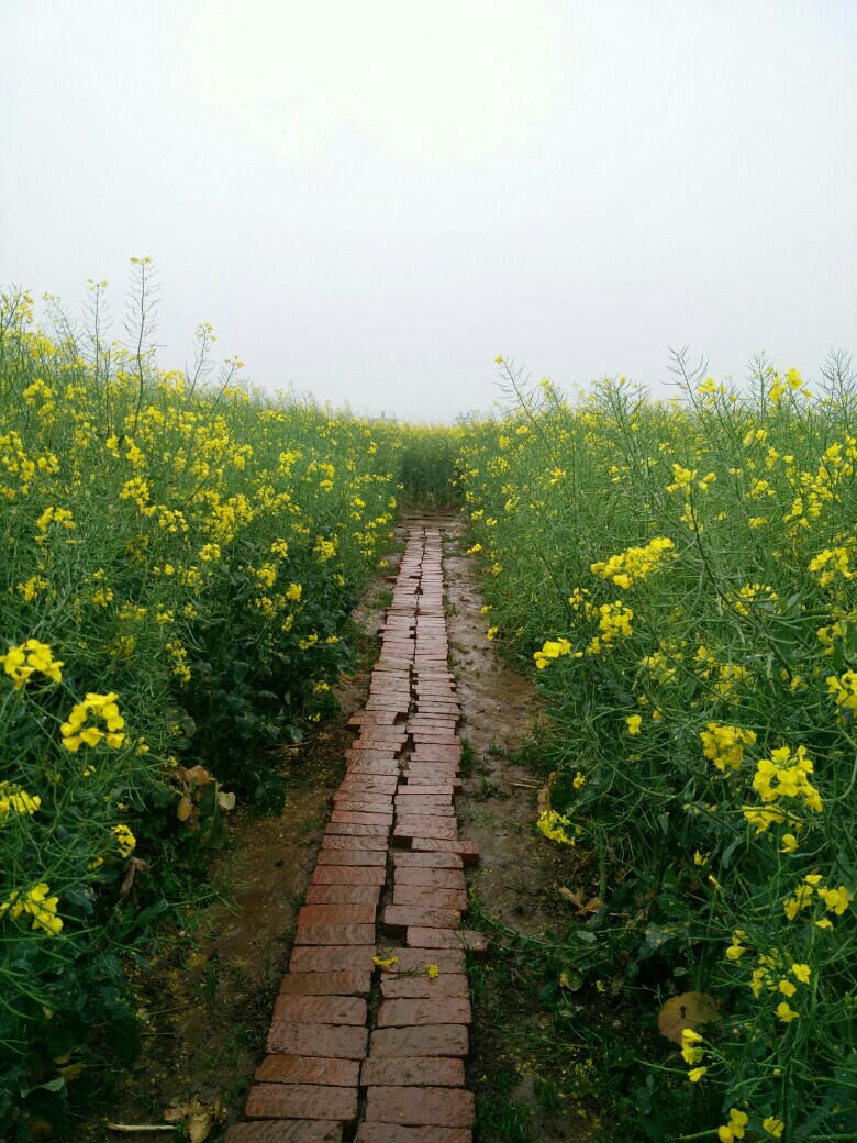 油菜花海