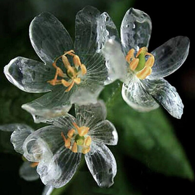 雨后花瓣会透明的山荷叶，分布于北美和日本。花语：亲情