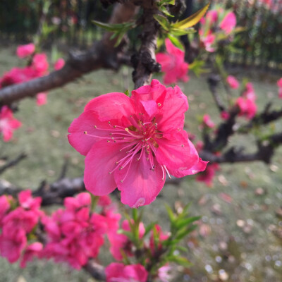 好美的櫻花?