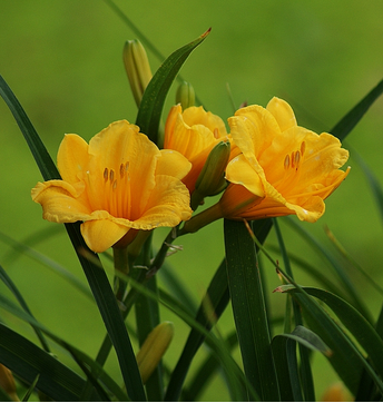 萱草Hemerocallis fulva.别名黄花菜，金针菜、鹿葱、忘忧草。萱草也是中国的母亲花。花果期为5-7月。药用价值，清热利尿，凉血止血。萱草在现代化学染料出现之前，还是一种常用的染料。另外，萱草对氟十分敏感，当空气受到氟污染时，萱草叶子的尖端就变成红褐色，所以常被用来监测环境是否受到氟污染的指针植物。早在康乃馨成为母爱的象征之前，我国也有一种母亲之花，它就是萱草花。萱草在中国有几千年载培历史，萱草又名谖草，谖就是忘的意思。花语：遗忘的爱...