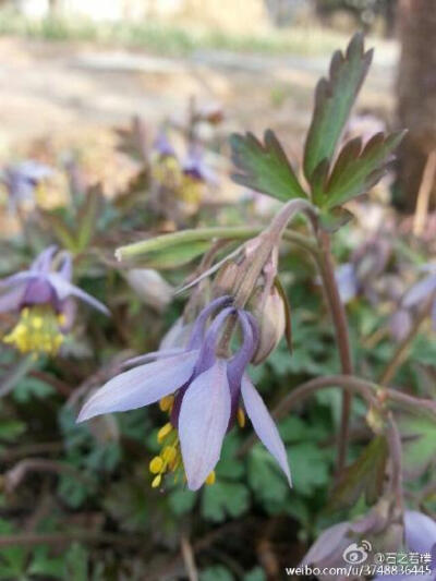 【石之若璞-花事-早春觅花影】华北耧斗菜~拉丁学名Aquilegia yabeana Kitag.~别称：五铃花（山西中阳）、紫霞耧斗~毛茛科耧斗菜属~