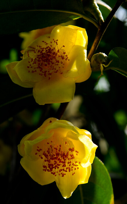 金茶花amellia nitidissima C. W. Chi.金花茶的花金黄色，耀眼夺目，仿佛涂着一层蜡，晶莹而油润，似有半透明之感。1960年，中国科学工作者首次在广西南宁一带发现了一种金黄色的山茶花，被命名为金花茶。国外称之为神奇的东方魔茶，被誉为“植物界大熊猫”、“茶族皇后”。与银杉、桫椤、珙桐等珍贵“植物活化石”齐名，是中国八种国家一级保护植物之一。数量极少，是世界上稀有的珍贵植物。属无毒级、含有400多种营养物质、无毒副作用。为防城港市花。花语：谦逊、理想的爱、美德、可爱...