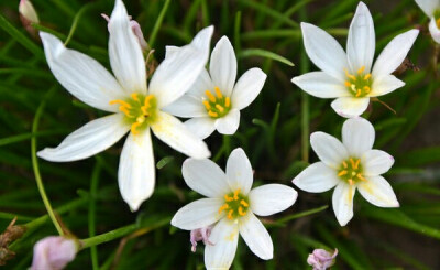 葱莲（学名：Zephyranthes candida （Lindl.）Herb.），又名玉帘、葱兰等，多年生草本植物，鳞茎卵形，直径约2.5厘米，具有明显的颈部。叶狭线形，肥厚，亮绿色。 原产南美洲，现在中国各地都有种植，喜阳光充足，耐…