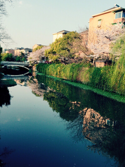 粉色樱花，清澈河水