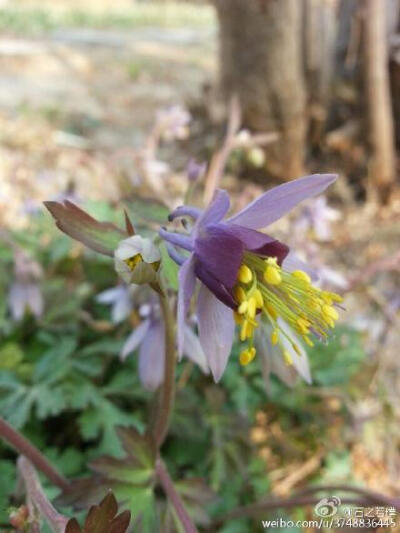 【石之若璞-花事-早春觅花影】华北耧斗菜~拉丁学名Aquilegia yabeana Kitag.~别称：五铃花（山西中阳）、紫霞耧斗~毛茛科耧斗菜属~