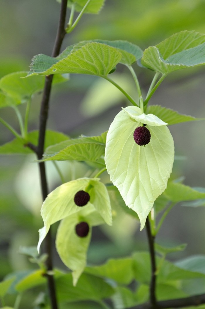 珙桐Davidia involucrata Baill.可生长到15～25米高。色花奇美，是1000万年前新生代第三纪留下的孑遗植物，在第四纪冰川时期，大部分地区的珙桐相继灭绝，只有在中国南方的一些地区幸存下来。成为了植物界今天的“活化石”，被誉为“中国的鸽子树”。17棵珙桐树苗2008年12月23日与赠台大熊猫“团团”“圆圆”一起，搭乘台湾长荣航空公司的专机飞往台湾。珙桐树代表四川同胞重建家园的信心，是两岸人民相互扶持的见证。花语：少年不识愁滋味，欲说还休。遥望兄弟登高处，青山上、鸽子树下思念如风诉...