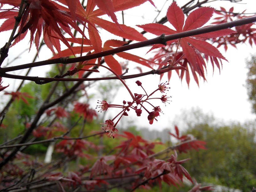 鸡爪枫