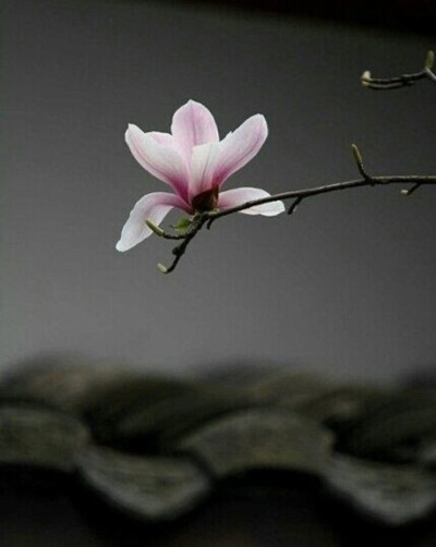 玉兰花Magnolia denudata Desr.又名白玉兰、应春花、荷花玉兰。原产于中国中部各省。 3月至4月初开花，6-7月果熟。玉兰经常在一片绿意盎然中开出大轮的白色花朵，因其株禾高大，开花位置较高。新诗已旧不堪闻，江南…