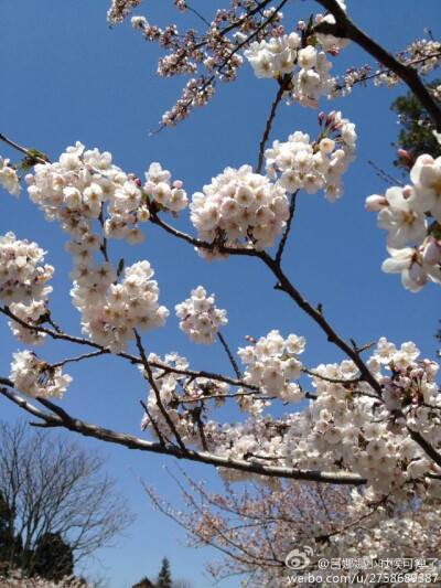 樱花灿漫之时