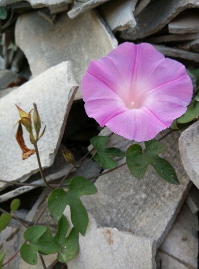 夹缝中的牵牛花～