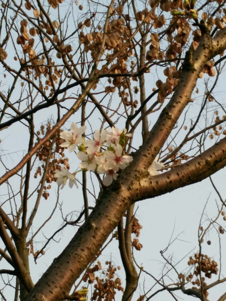 看照片，没什么说的