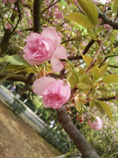 湘潭科大櫻花園