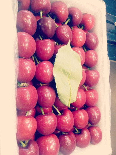 樱桃 Cherry