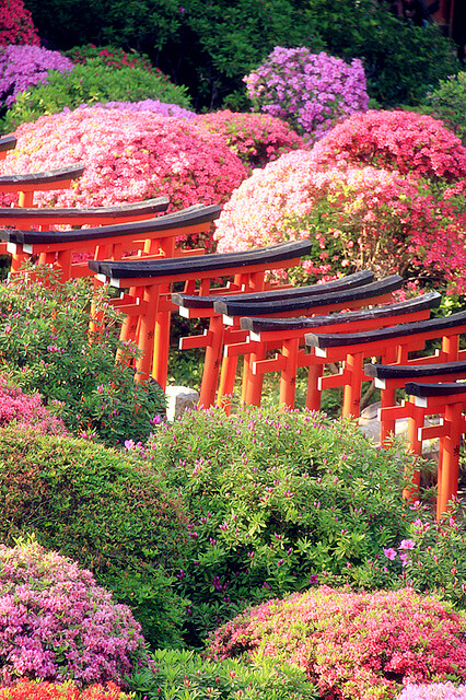 Nezu jinja, Bunkyo,Tokyo,Japan(by hashiee) 日本东京都文京区根津神社，始建于1705年，是东京十大神社之一，毗邻东京大学，附近有森鸥外、夏目漱石等日本大文豪的故居，文化氛围甚为浓厚，是东京最热门的文化游览胜地。神社内已被日本指定为国家重要文化遗产。根津神社最广为人知的要数院内的杜鹃花了，在6000多平方米的杜鹃花园内，一共种植了约50种共计3000株杜鹃。每年4月下旬到5月上旬，神社内都会举办杜鹃花节，各个品种的杜鹃花争奇斗艳，让神社成了花的海洋，因而享有“东京第一杜鹃花赏花胜地”美誉。