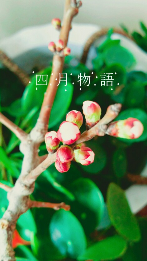 花苞 壁纸