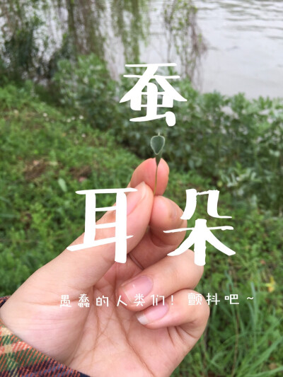 清明节祭祖的同时就是要找找蚕耳朵才够味儿