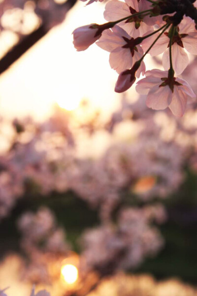 夕阳下的樱花