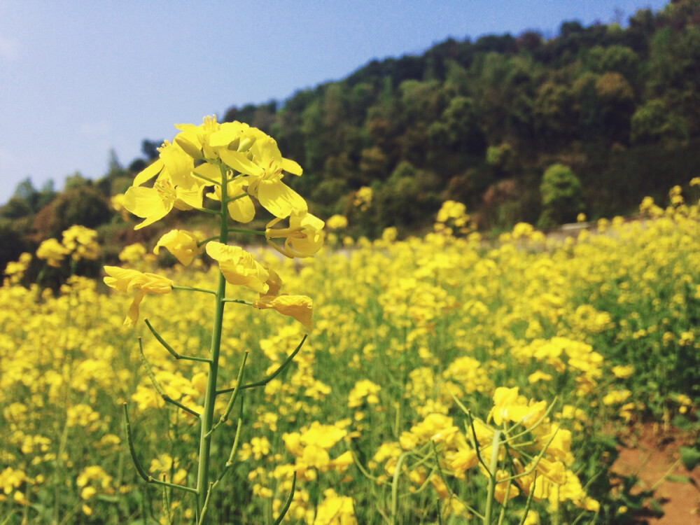 油菜花