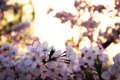 夕阳下的樱花