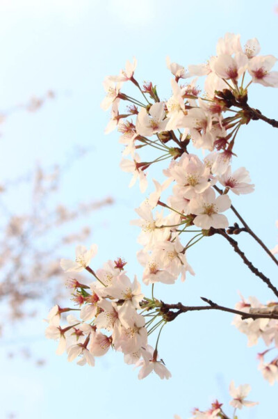 它的美的可用来做壁纸