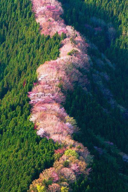 日本。樱花