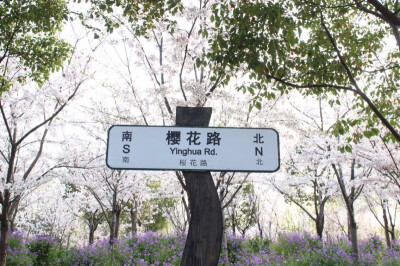 樱花路